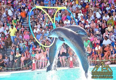 Sunrise Trips DOLPHINARIUM tour